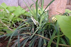 Ophiopogon japonicus